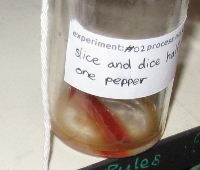 A rotting piece of pepper in a container