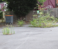 weeds growing in a car park - but how many?